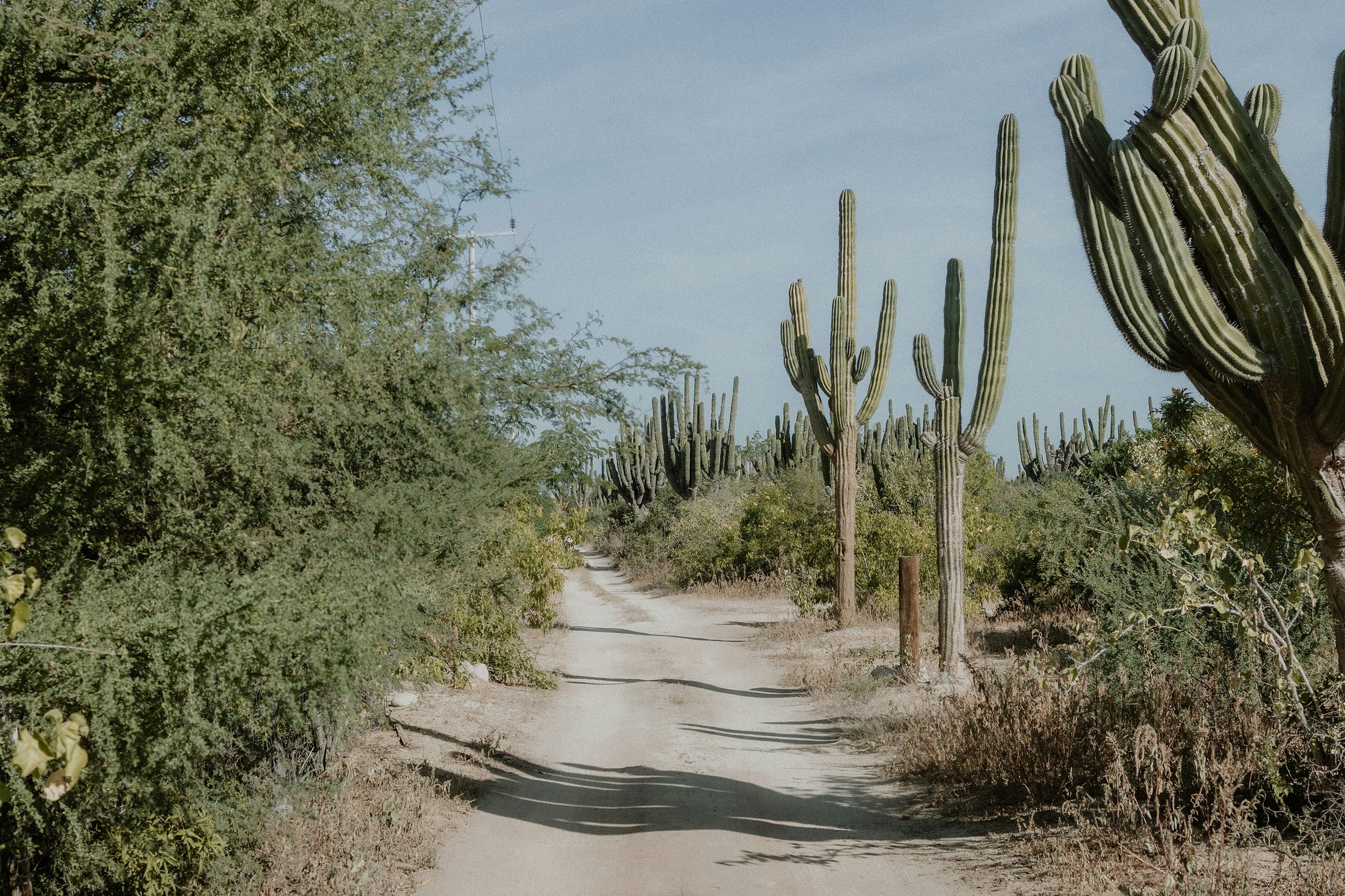 Cactus-lined dirt road through the mountains of Baja, Mexico.
