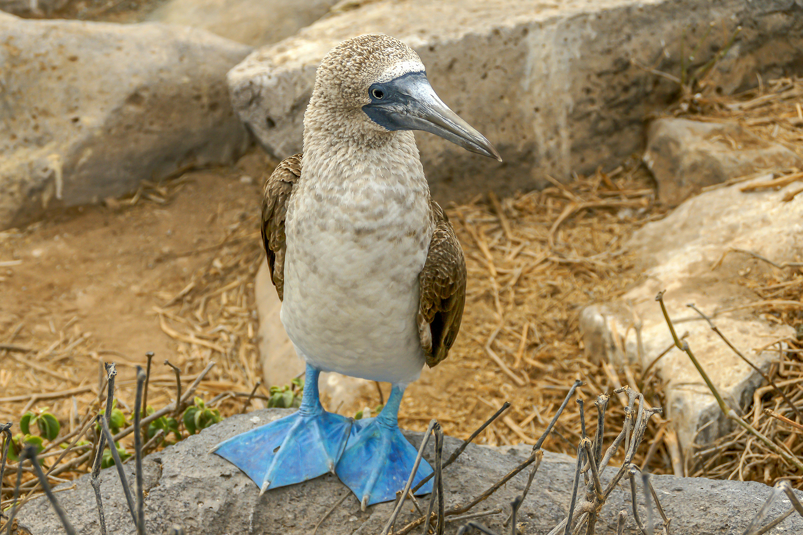 A close-up of a blue-footed booby in the Galápagos Islands, Ecuador, highlighting its vibrant blue feet and unique appearance.
