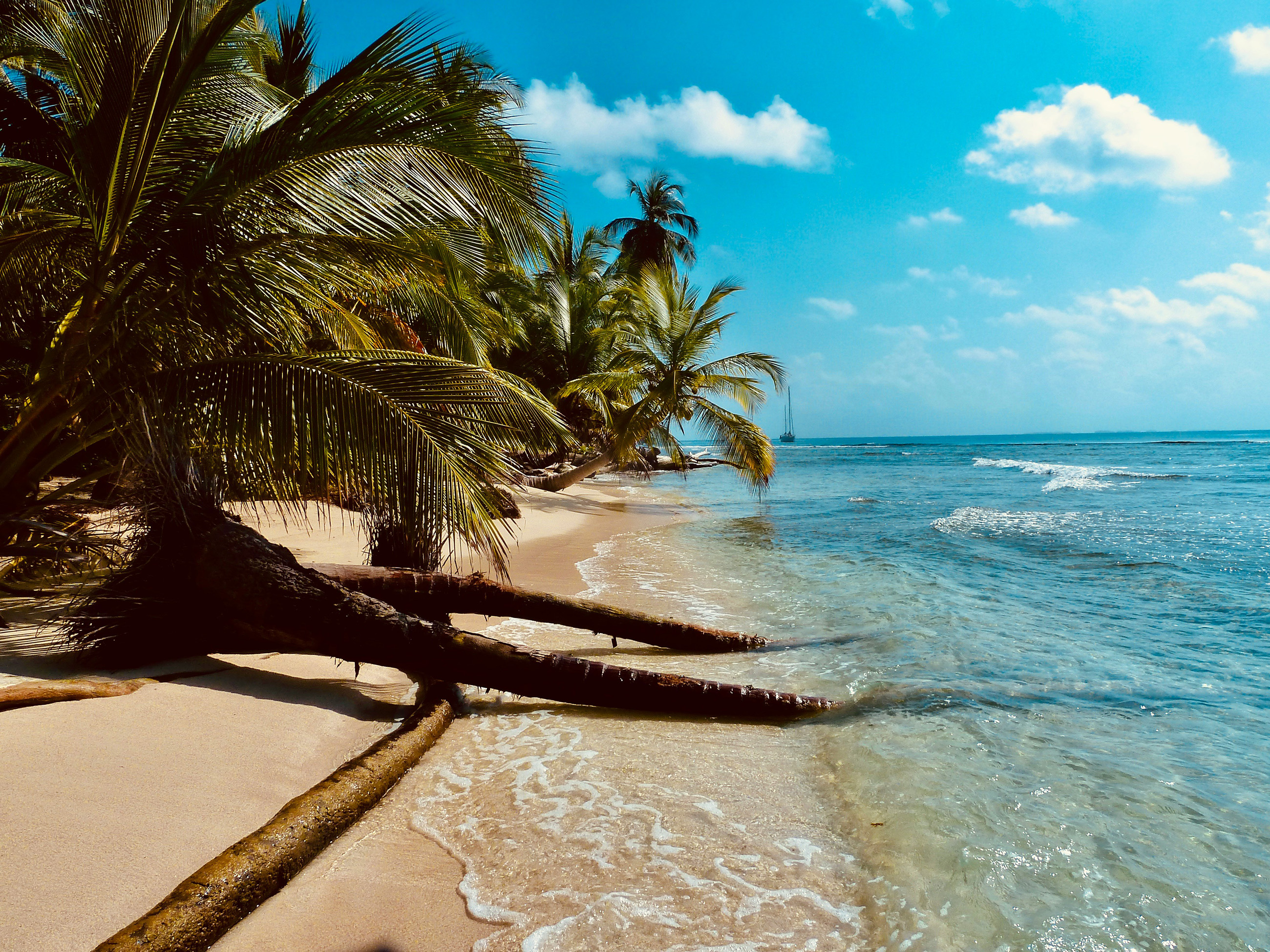 A tropical shoreline in Bocas del Toro, Panama, with lush greenery and crystal-clear waters.