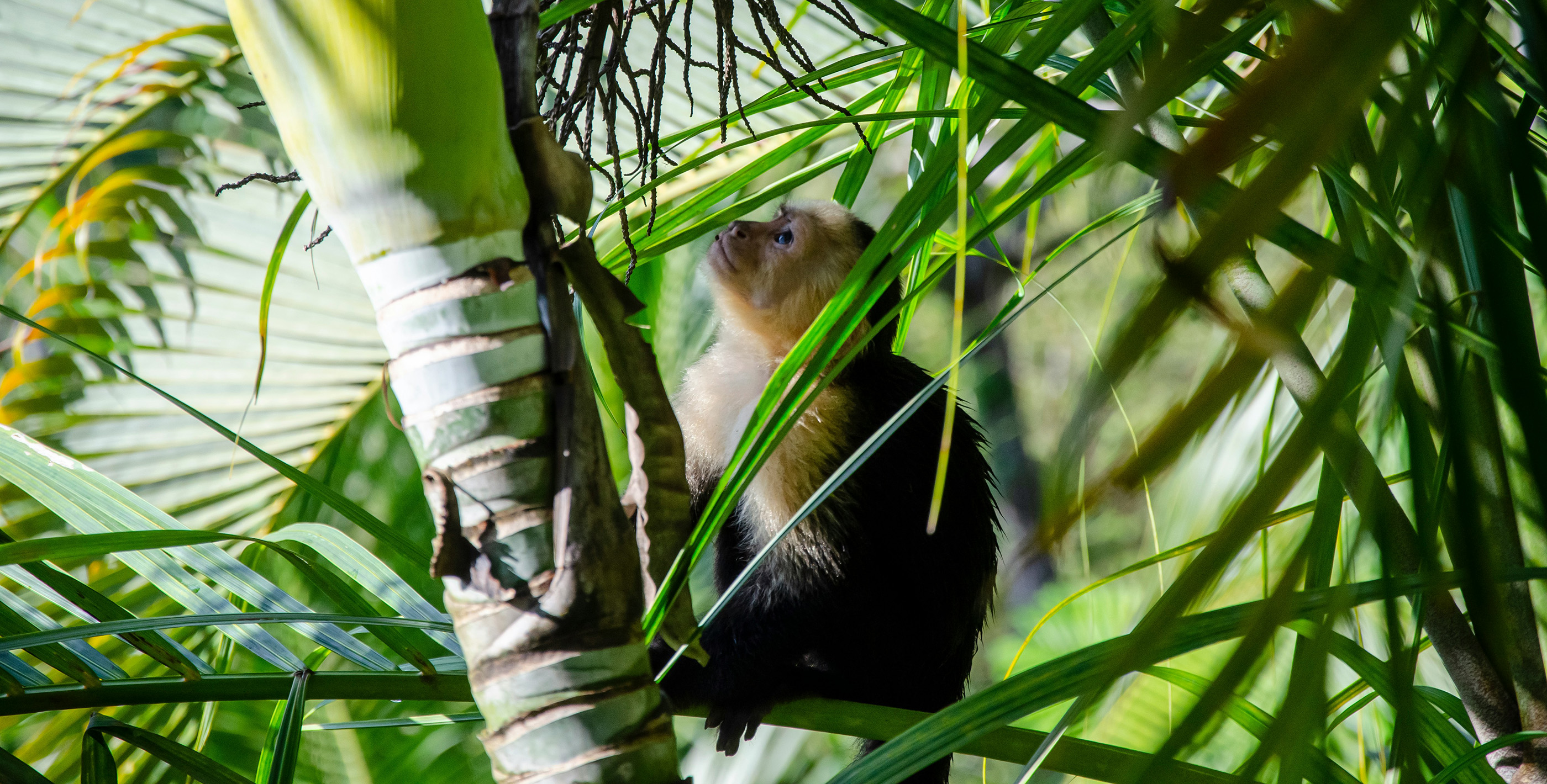 A monkey sitting in a palm tree in Costa Rica, surrounded by lush greenery