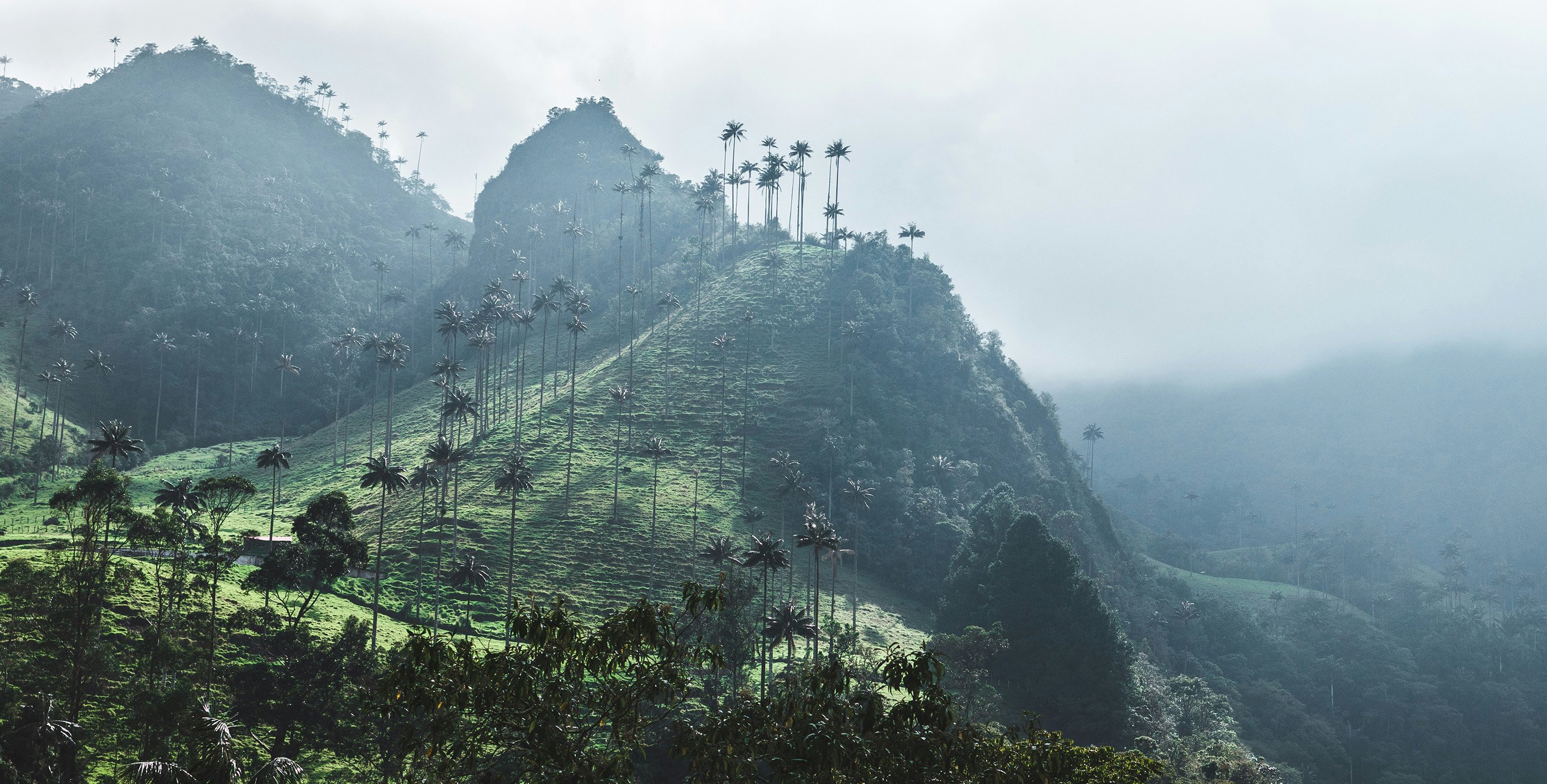 Tall wax palms on a green hillside in Colombia’s Cocora Valley