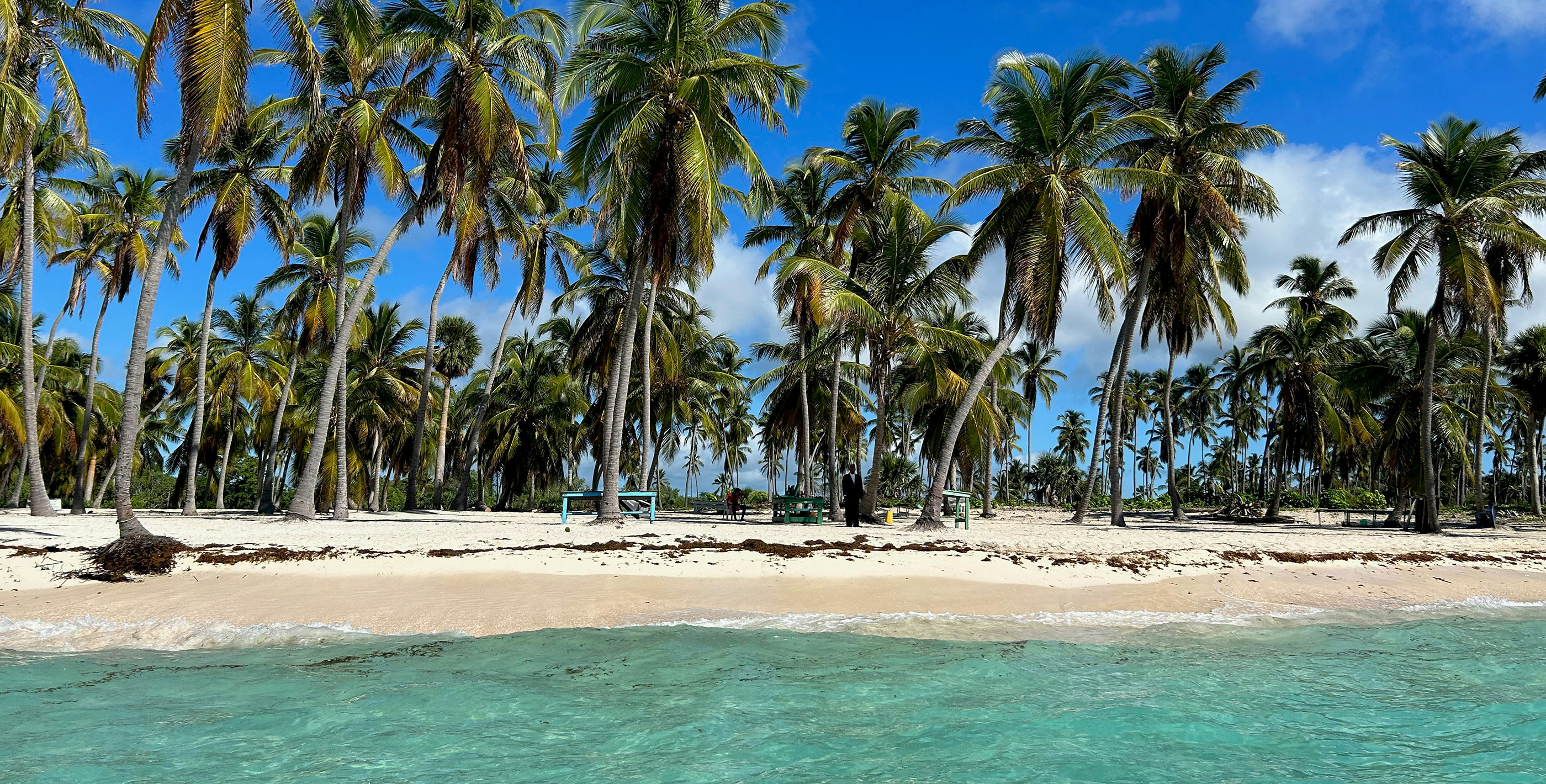 Palm tree-lined beach in the Dominican Republic