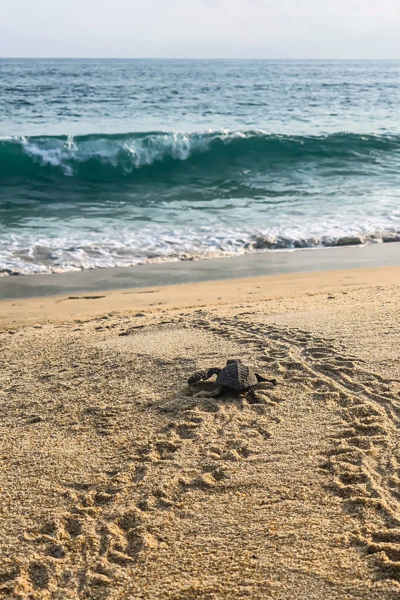 A lone turtle making its way to the ocean after being released from Bacocho Turtle Sanctuary