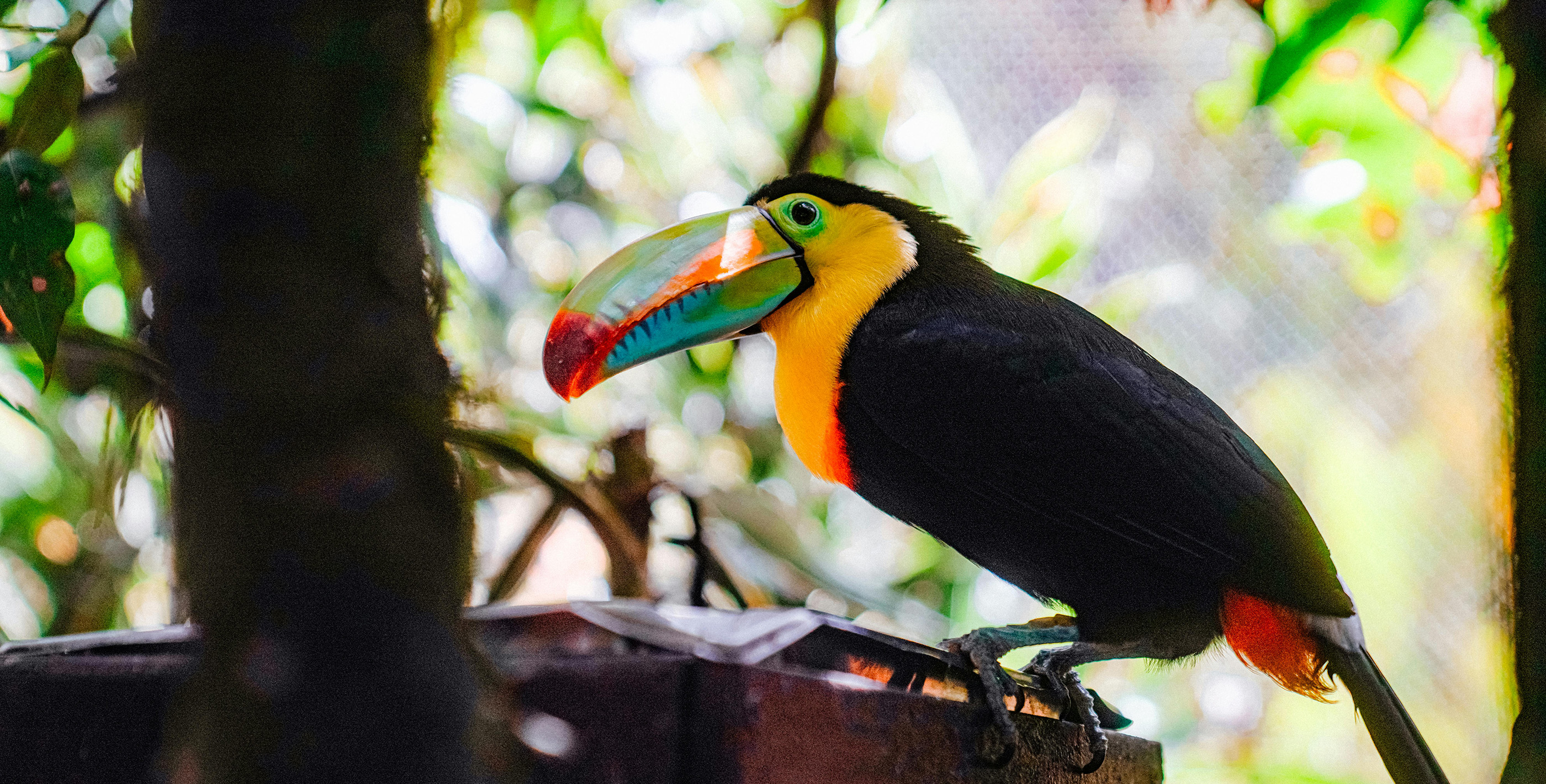 Keel-billed toucan in the Belize rainforest, symbol of wildlife when living in Belize