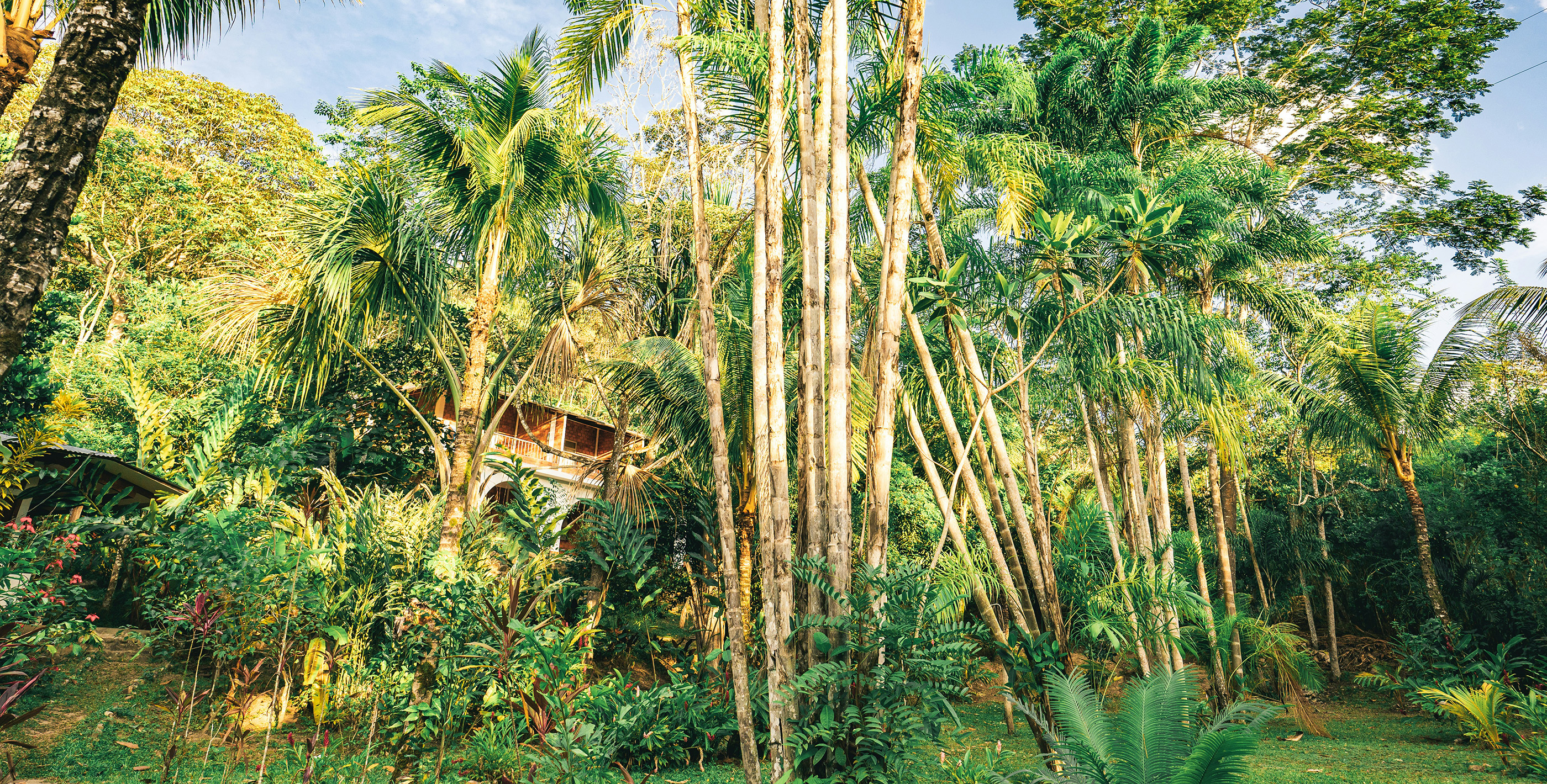 Jungle home surrounded by tropical greenery for expats living in Belmopan