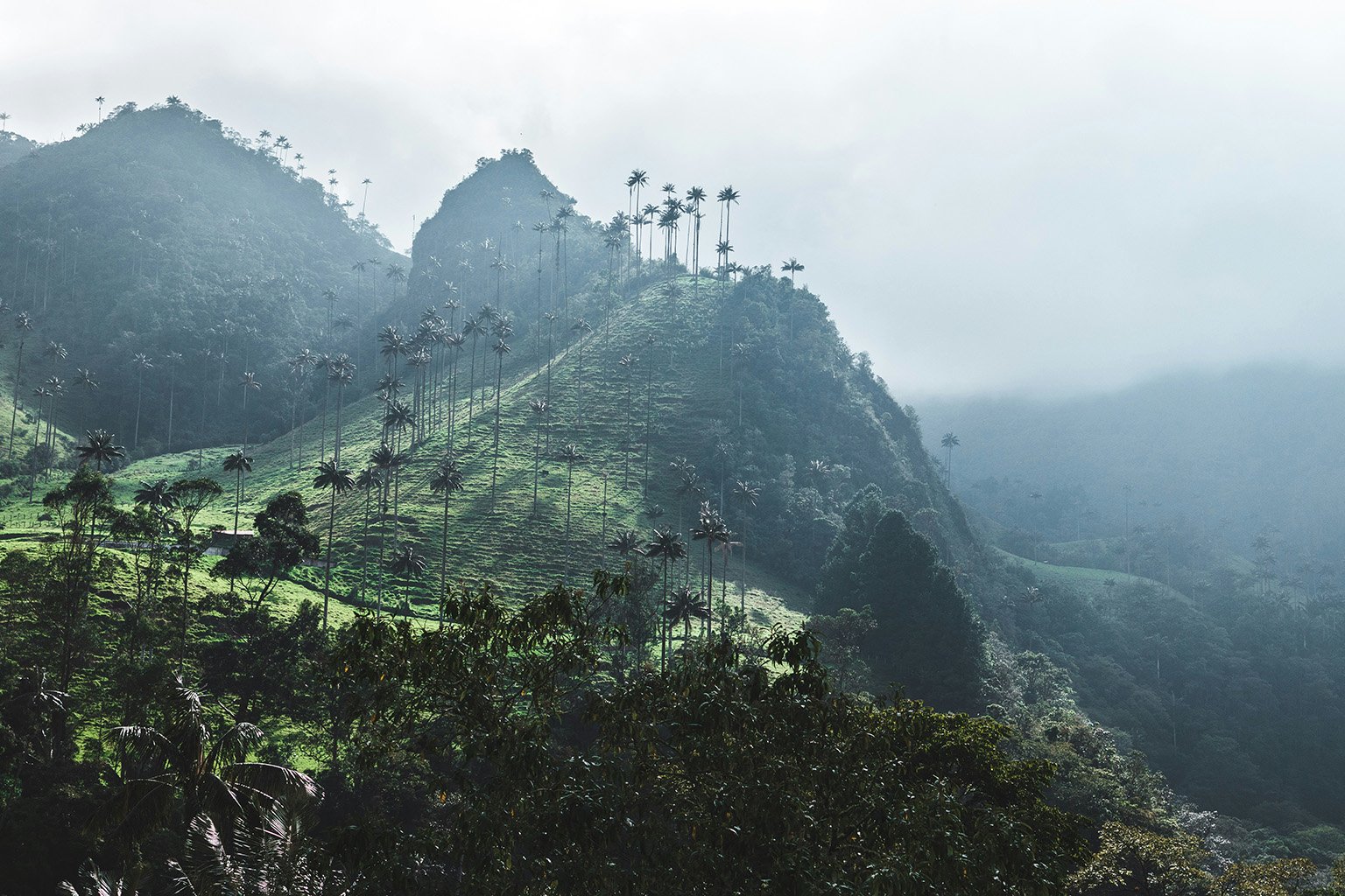 A lush jungle scene in Cocora Valley, Colombia, with the world’s tallest wax palm trees.