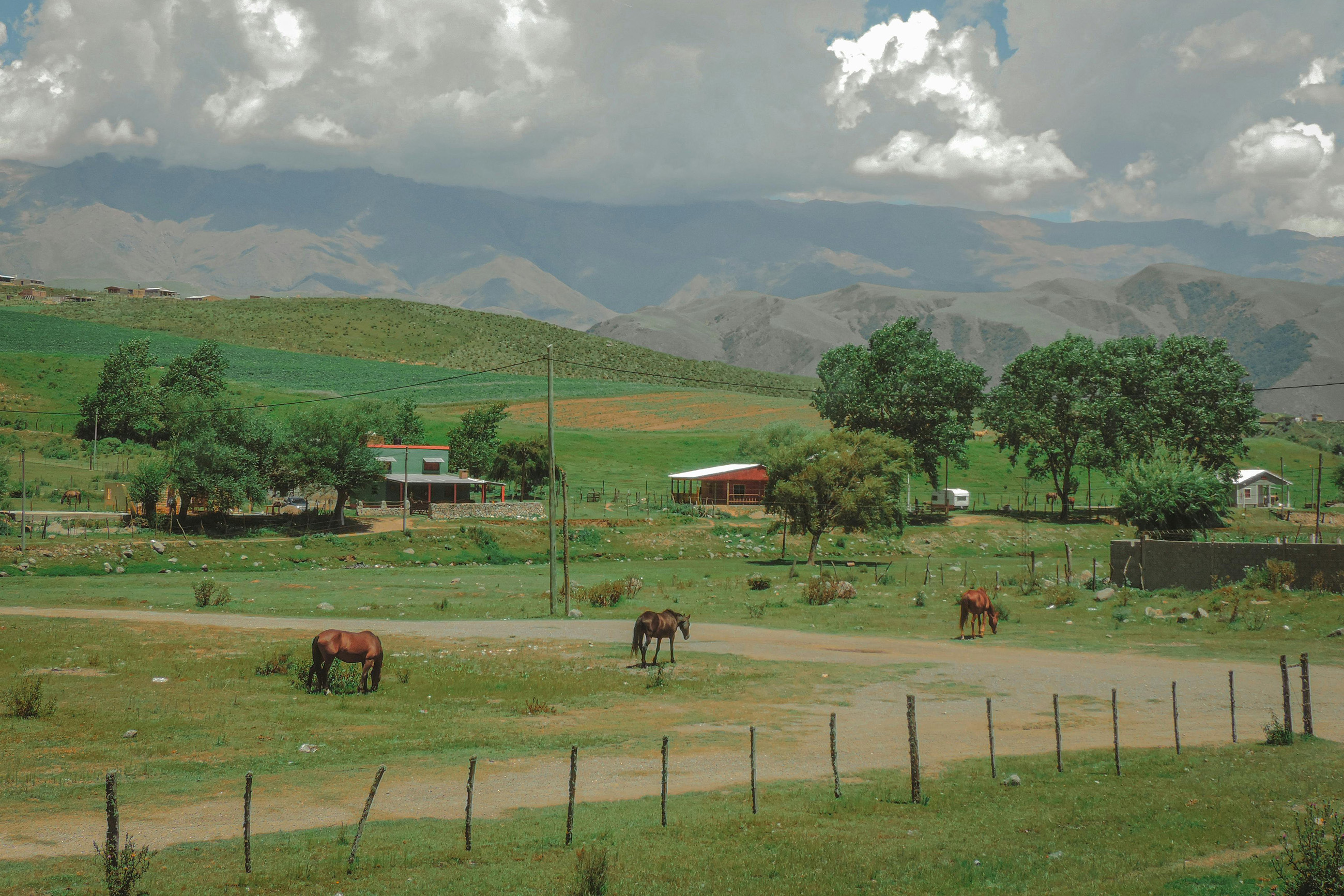 Horses on a green grass field near Tucumán mountains, offering a peaceful environment for those wishing to live in Argentina