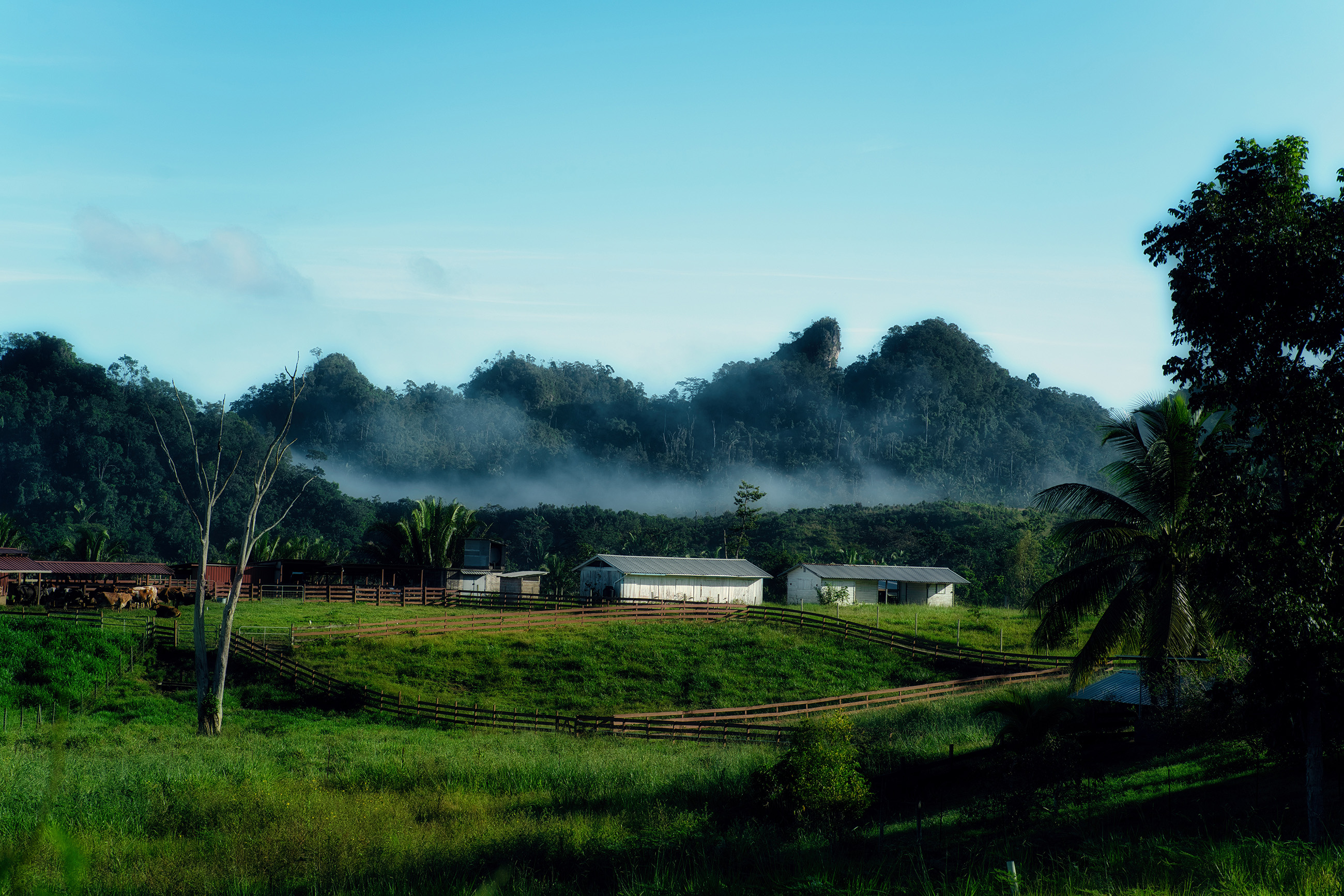: small farm surrounded by jungle and morning mist in inland Belize
