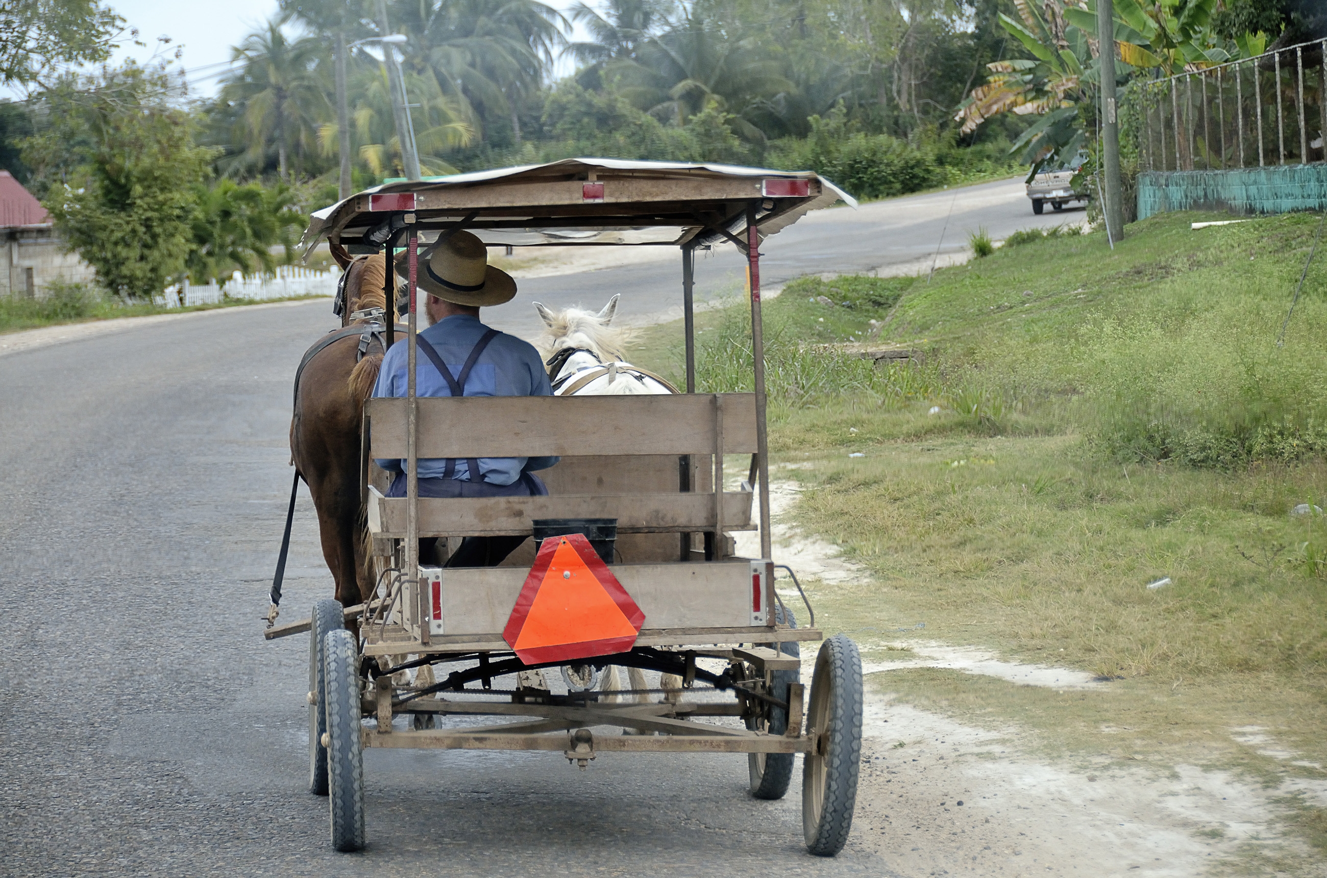 Mennonite man driving a horse-drawn carriage in rural Belize