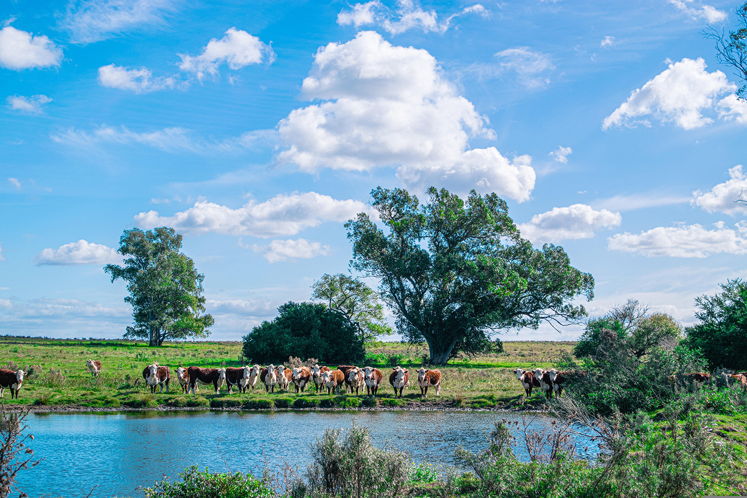 A tranquil lake surrounded by lush greenery, with cattle grazing in the foreground, showcasing Uruguay's rural charm.
