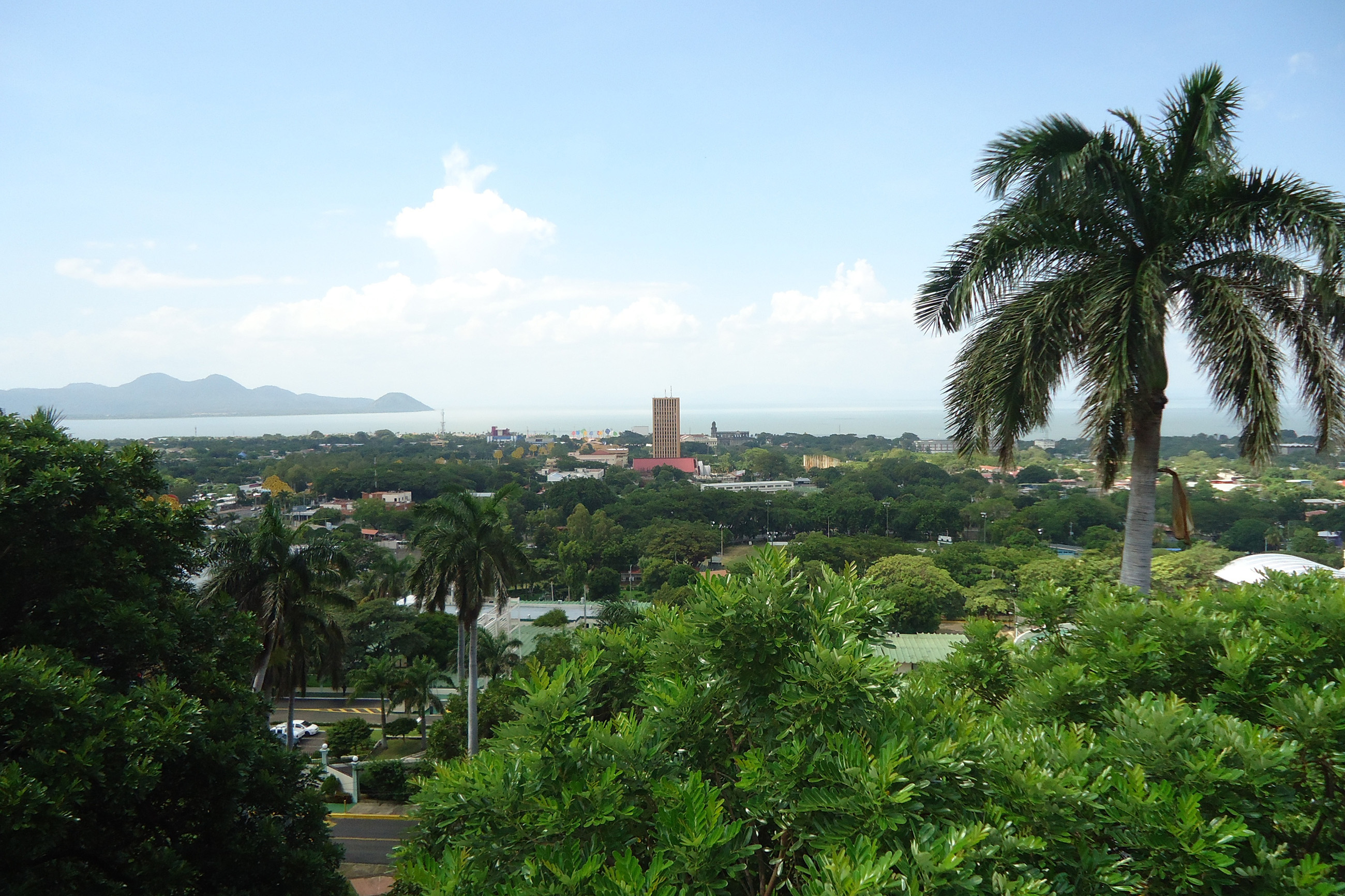 Palm tree and forest overlooking a Nicaraguan city and lake