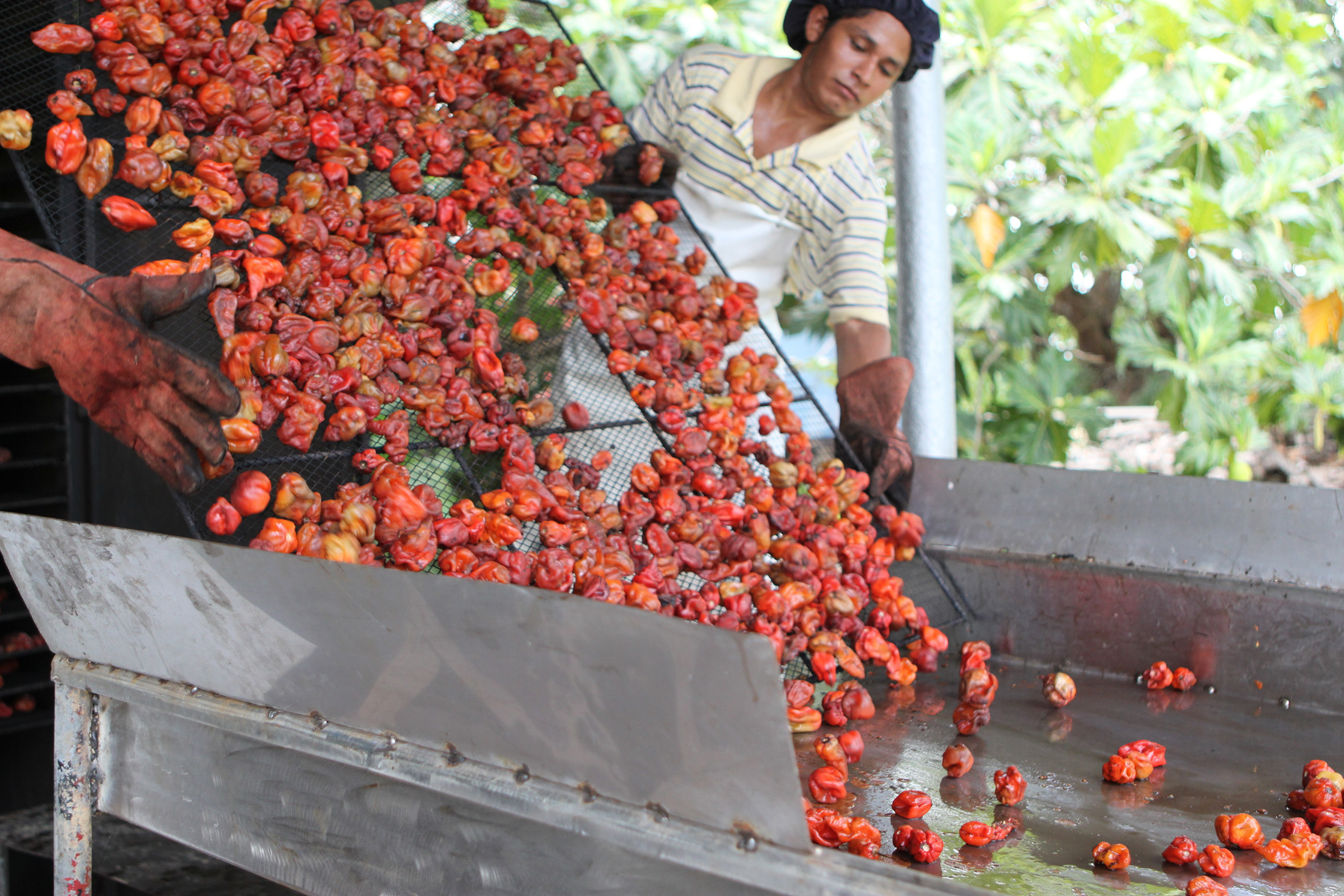 Person processing red habanero peppers in Punta Gorda, Belize