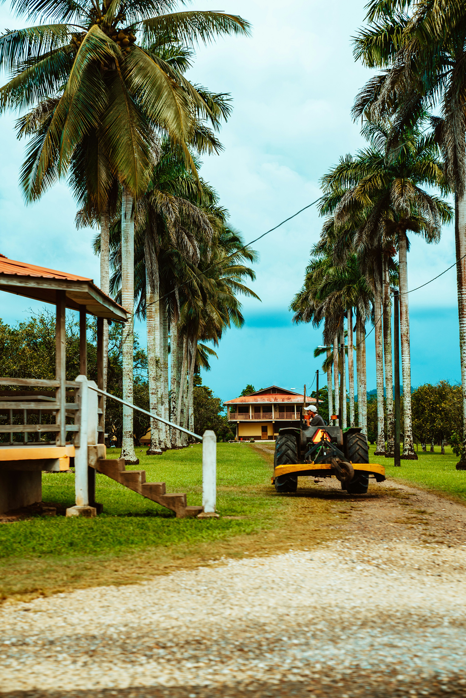 Farmer working a tractor between palm trees on a Belize farm