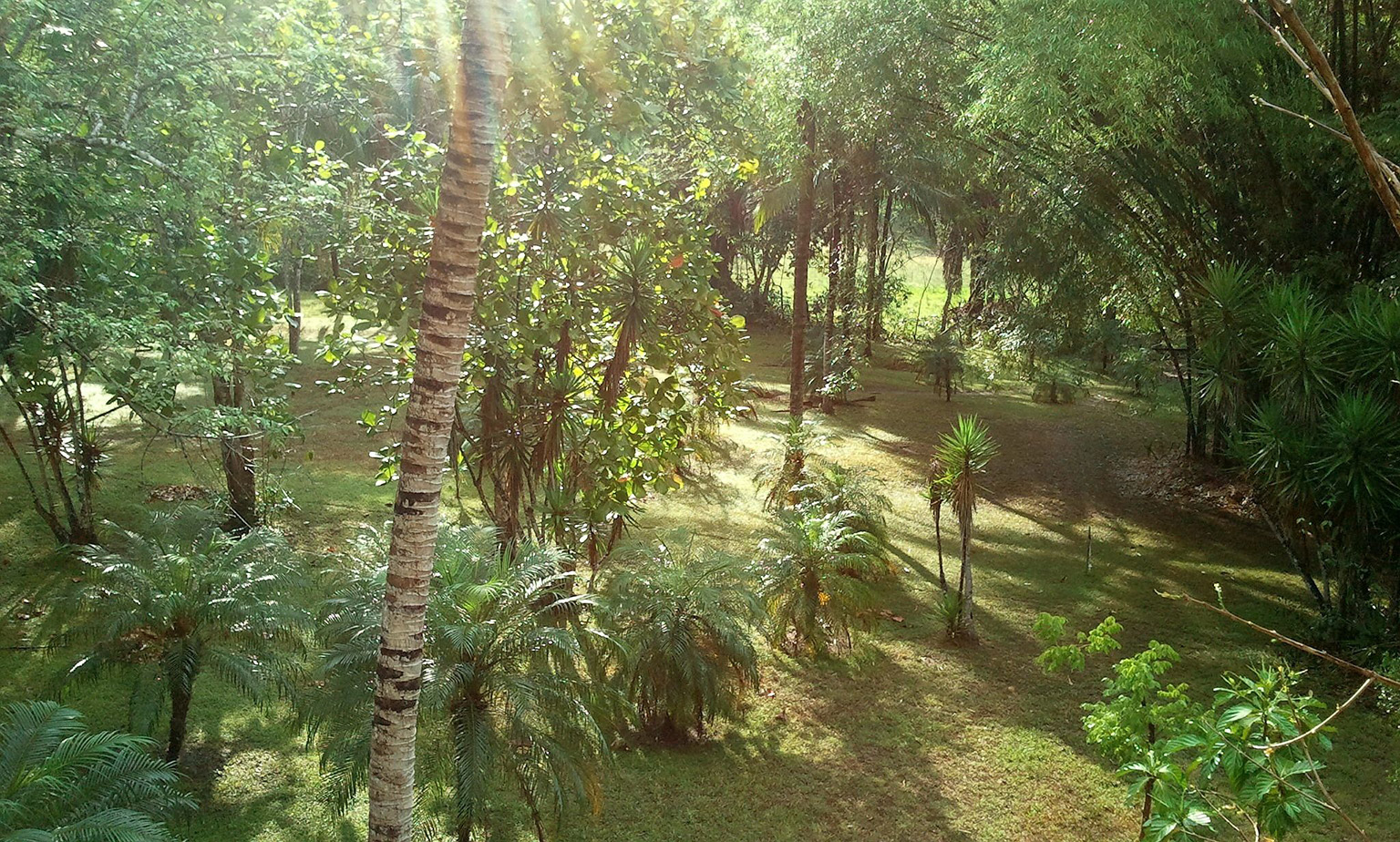 Bamboo forest in Belize used for natural building and shade