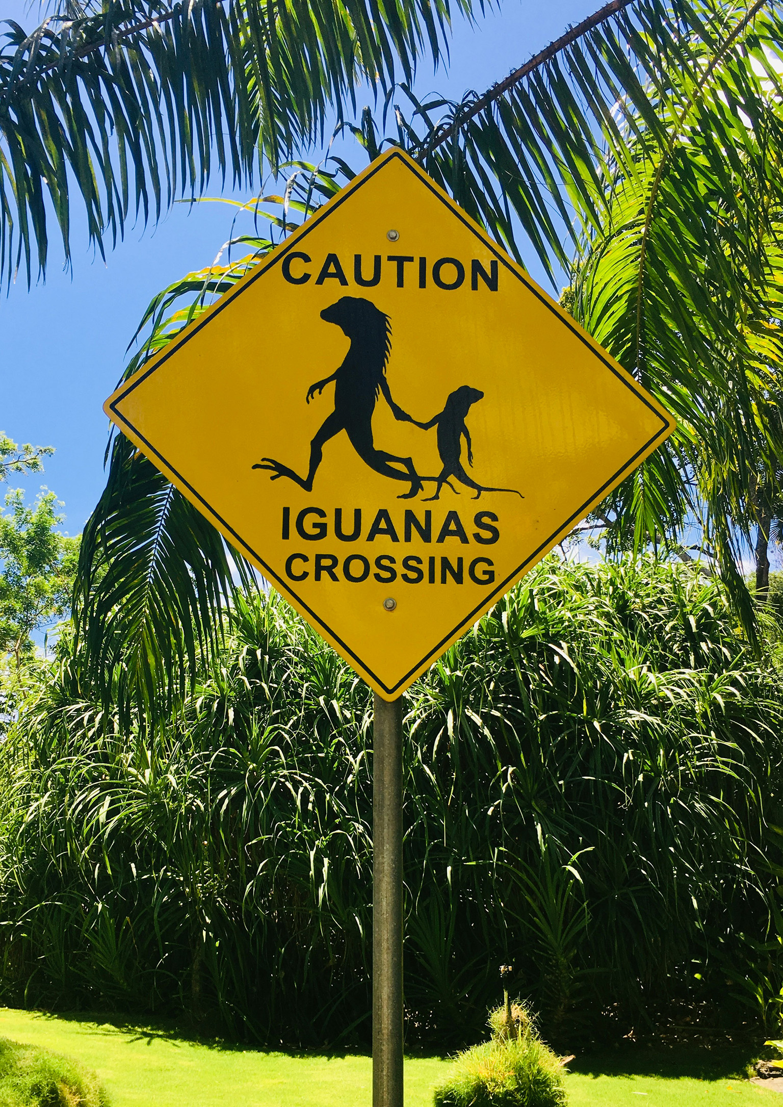 belize-caution-sign-iguanas-crossing-wildlife-safety Caution sign warning about iguanas crossing in Belize, a reminder of wildlife awareness and local safety habits.