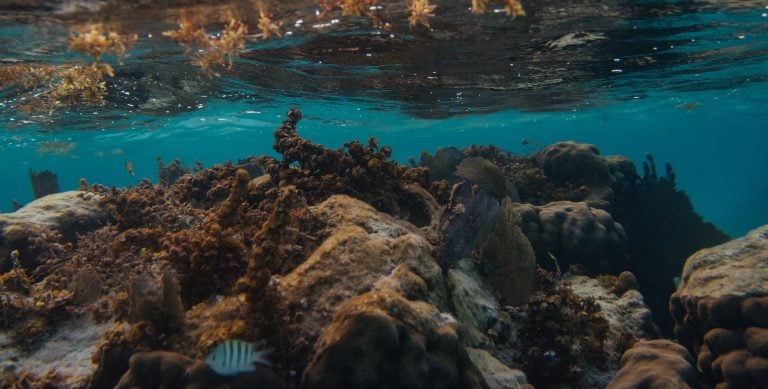Healthy coral reef beneath the surface in Belize, reflecting the natural environment tied to coastal living in Belize