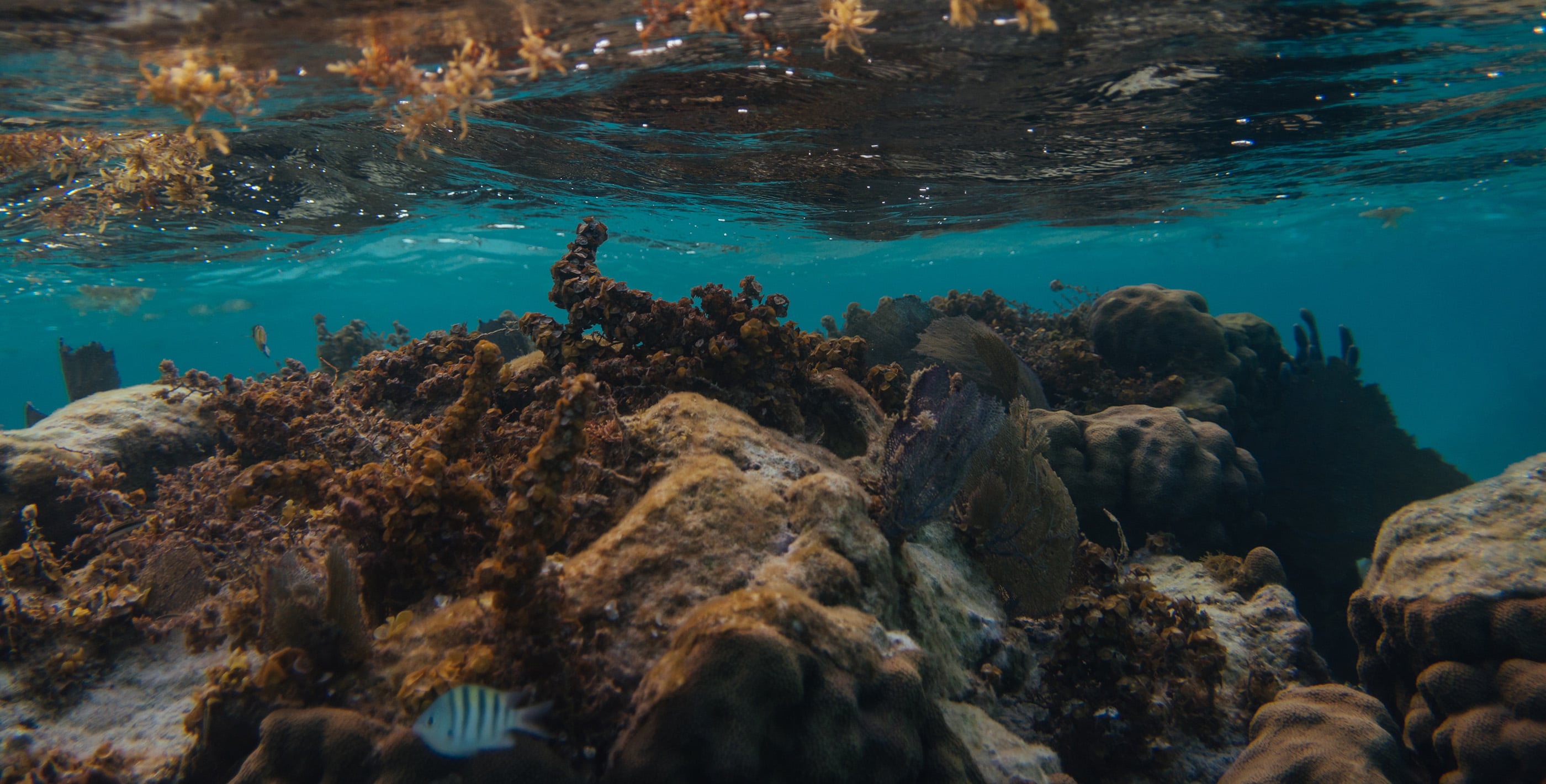 Healthy coral reef beneath the surface in Belize, reflecting the natural environment tied to coastal living in Belize