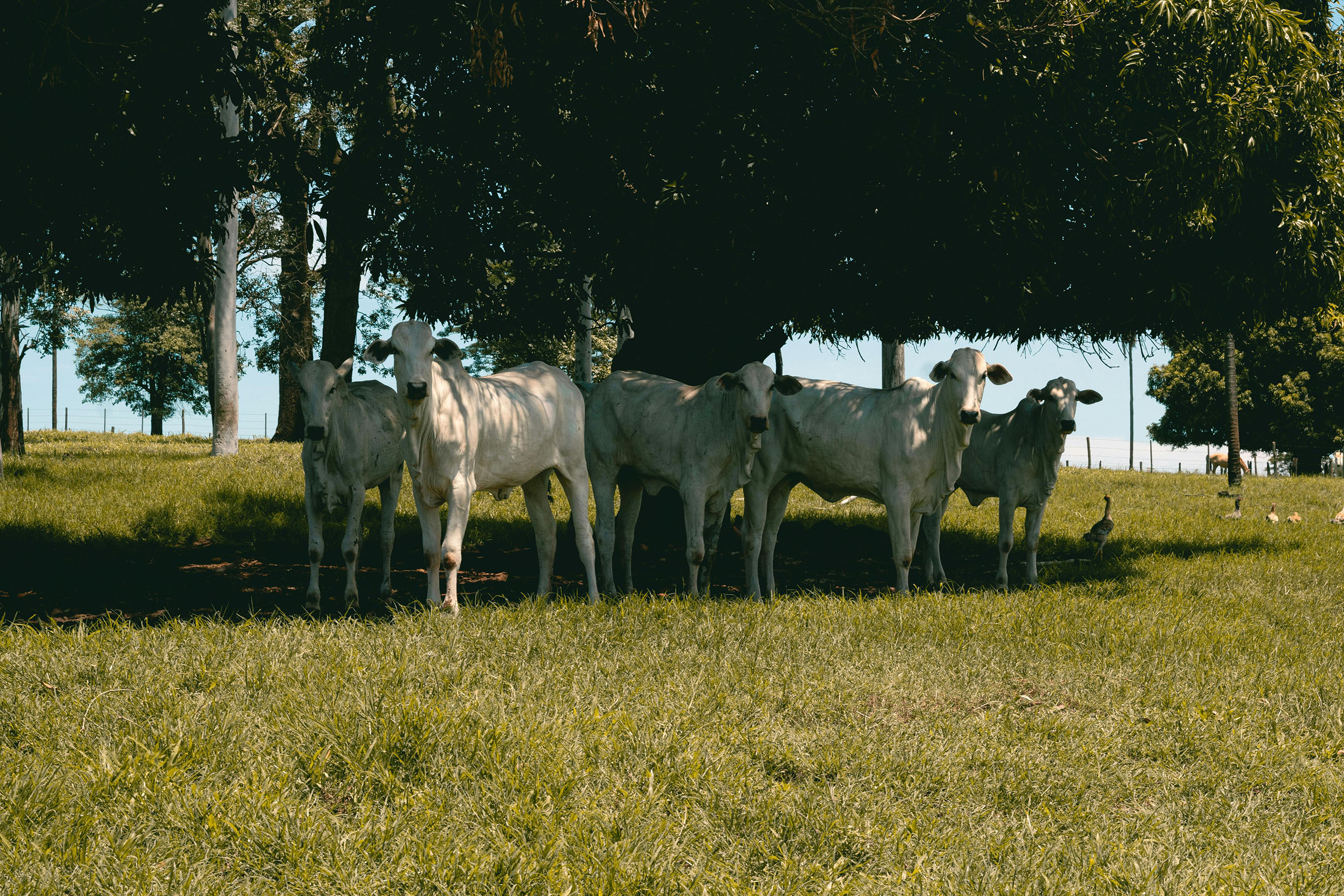 Cattle resting under a tree on rural farmland in Belize