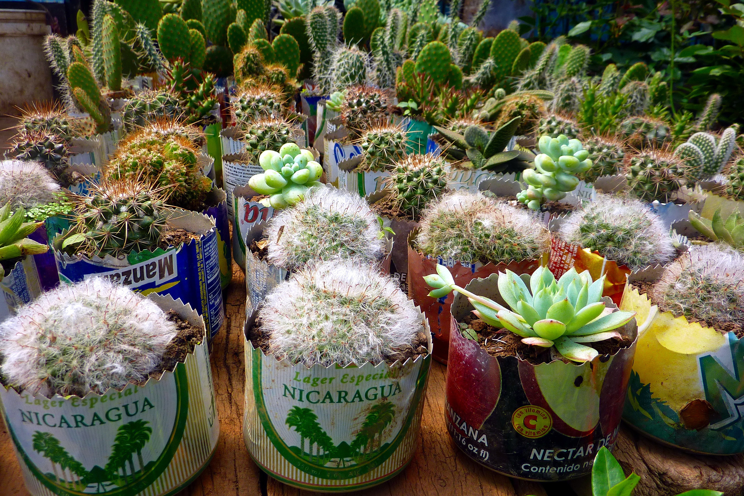succulent-plants-upcycled-cans-nicaragua