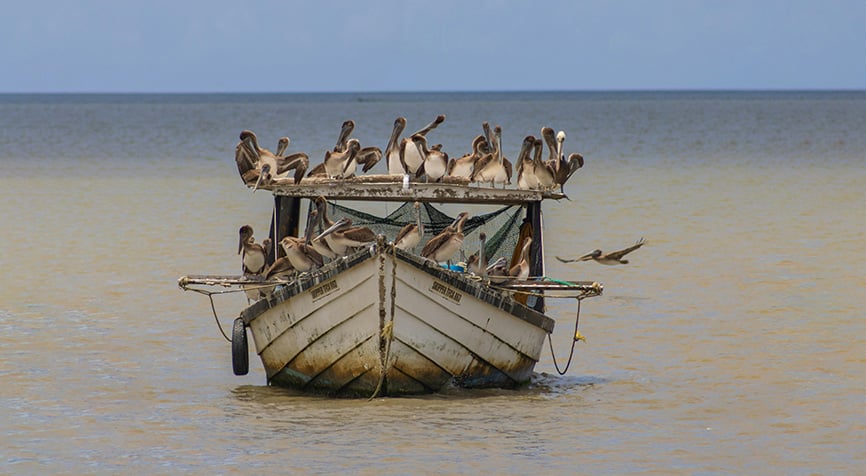 Living in Belize with pelicans resting on a boat in calm water