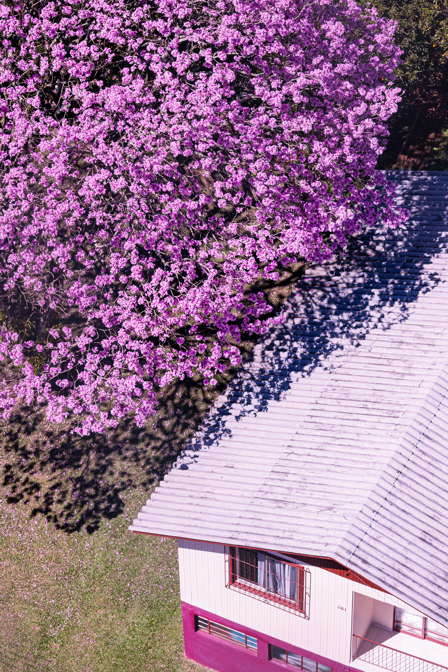 traditional-house-paraguay-pink-lapacho-tree Modest house with pink trumpet tree in Paraguay highlighting different property standards