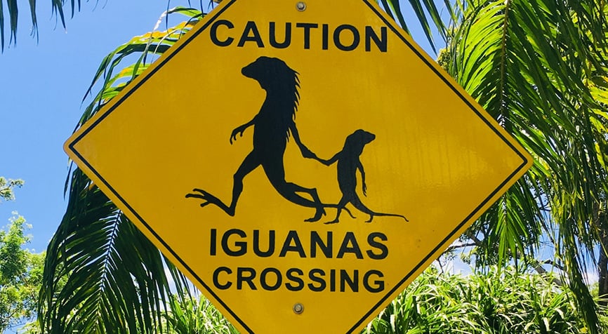 Iguana crossing caution sign in Belize representing expat safety