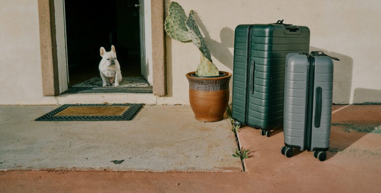 Small white dog sitting by luggage ready for bringing pets to Paraguay