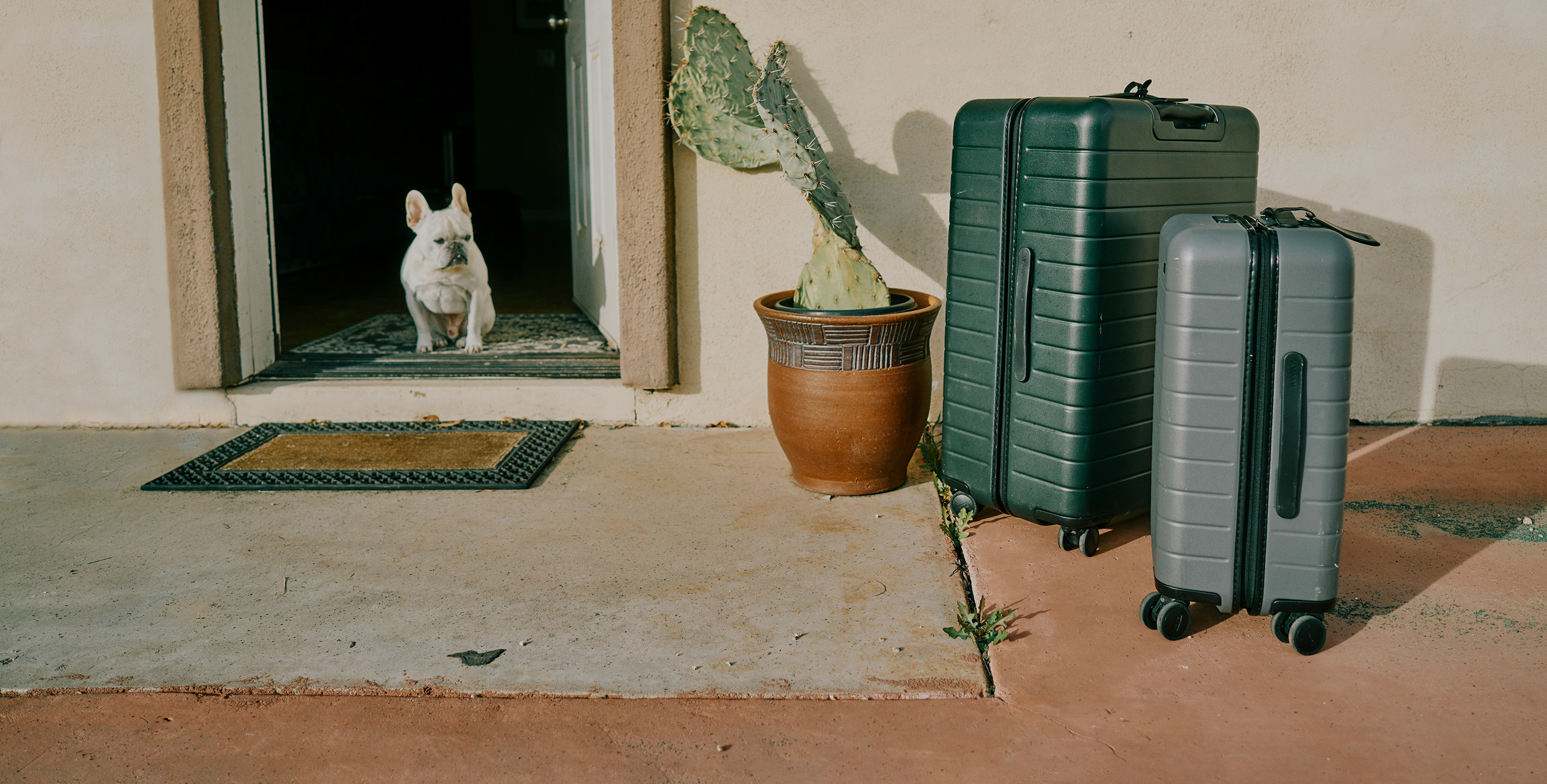 Small white dog sitting by luggage ready for bringing pets to Paraguay