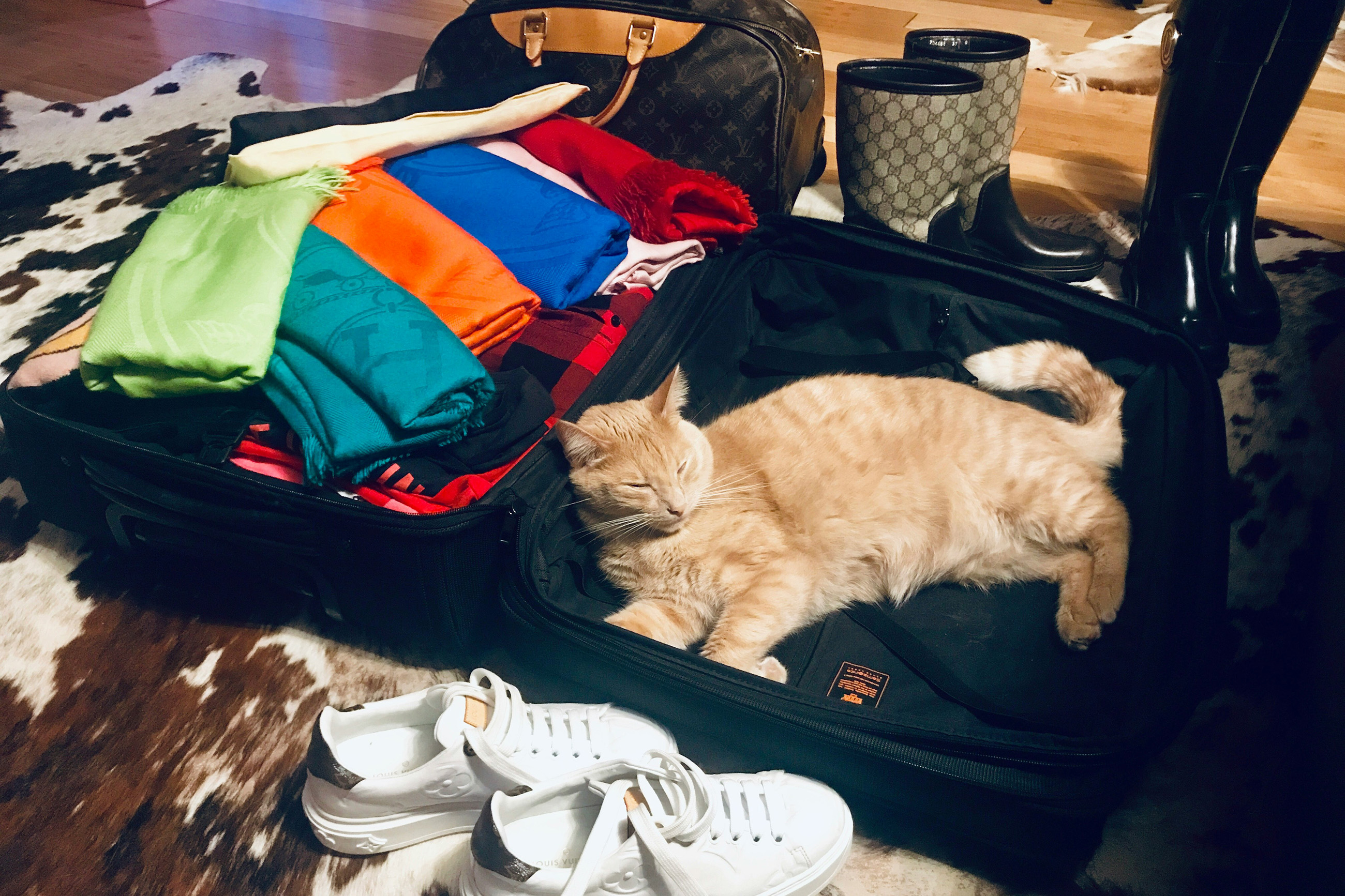 Cat sprawled inside open suitcase while packing for bringing pets to Paraguay 