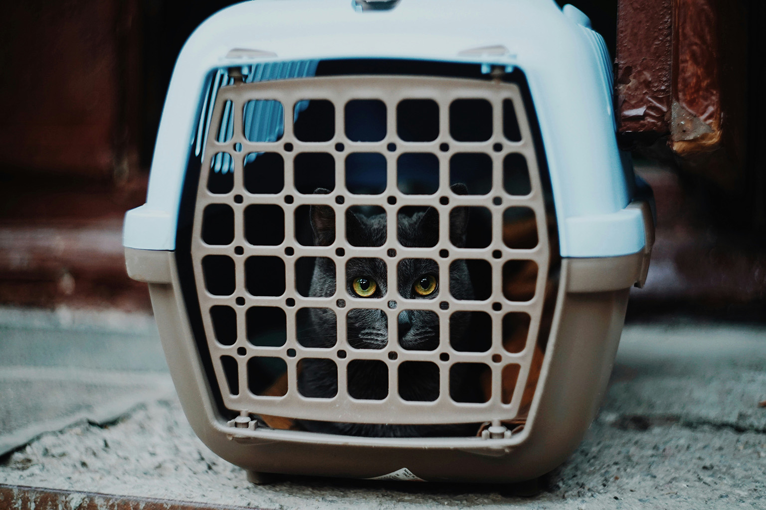 Cat peeking out of travel crate – thinking about exit problems after bringing pets to Paraguay