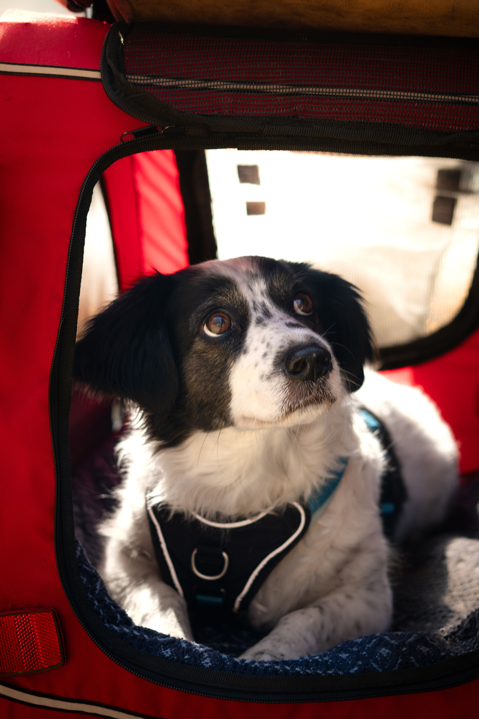 Cute black and white dog looking up from travel carrier while bringing pets to Paraguay 