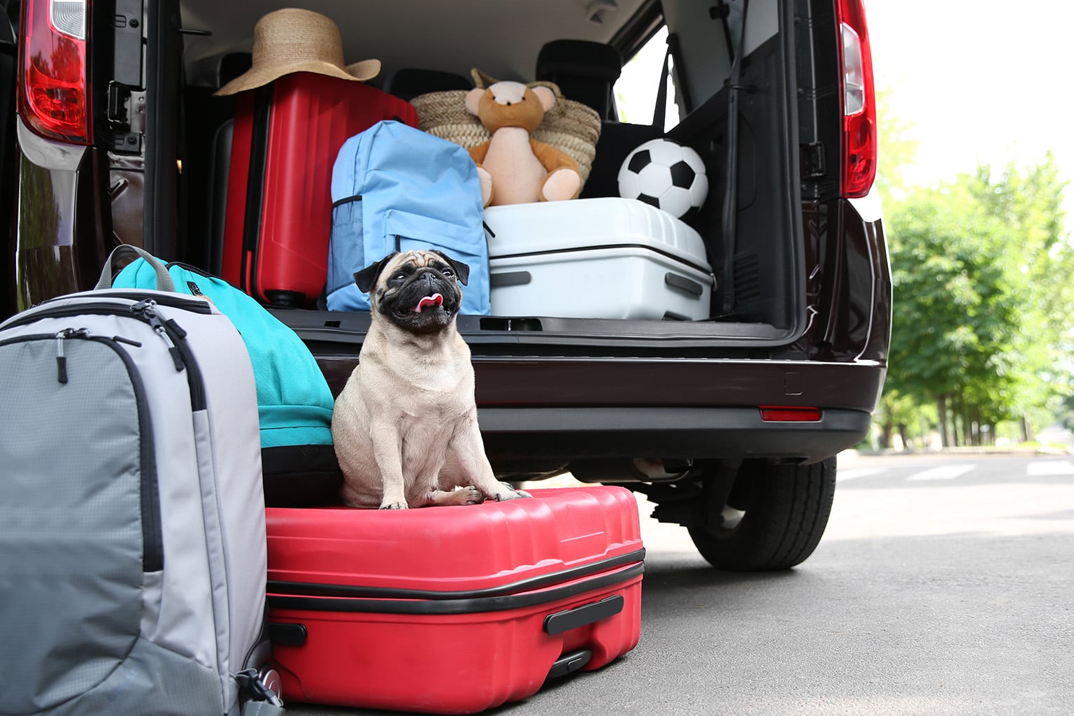 leaving-nicaragua-exit-taxes-suitcases-pet Packed suitcases and a family pet by the door, representing residency exit rules and taxes in Nicaragua