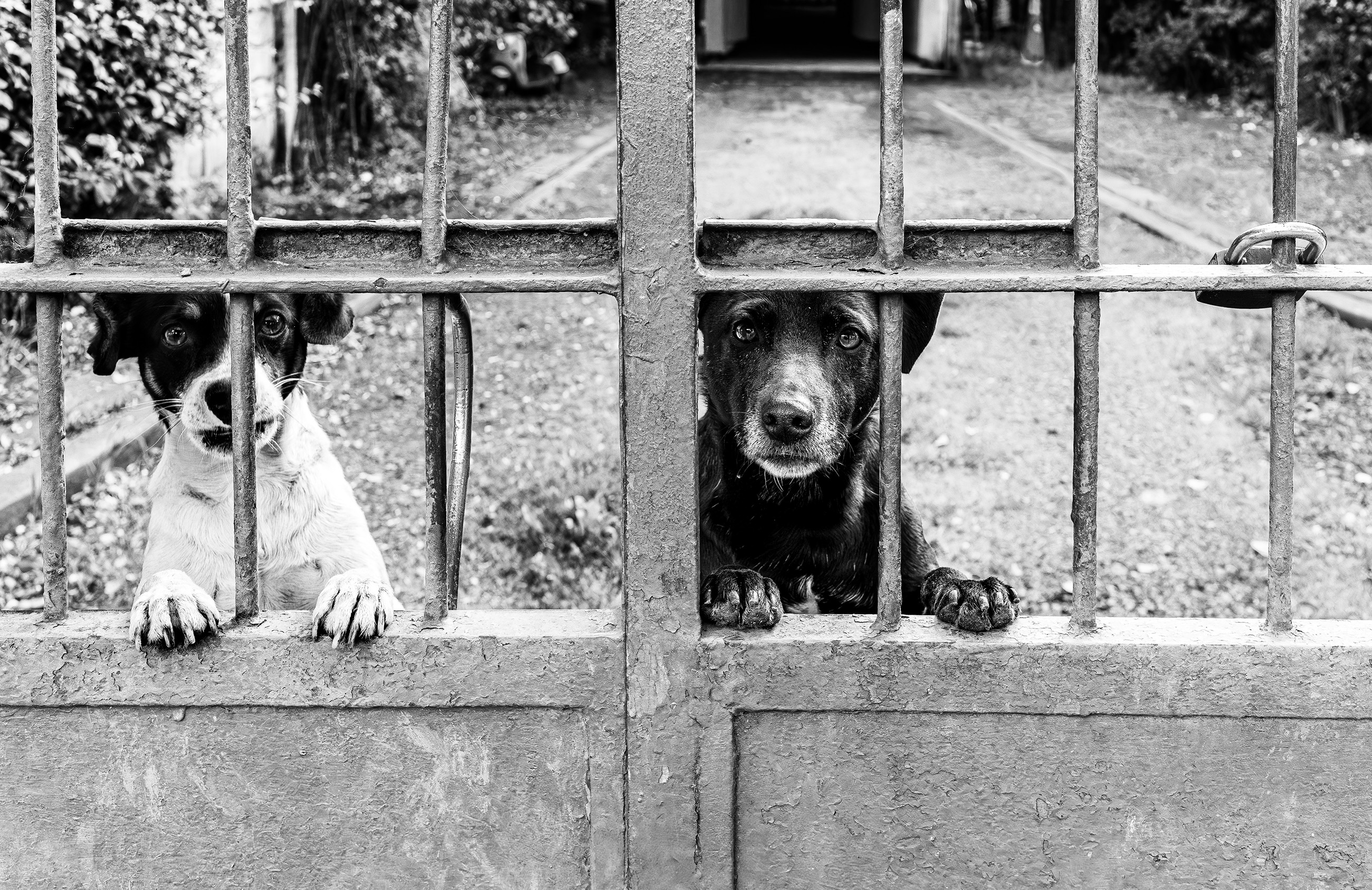 Two dogs behind a gate at a Paraguayan home